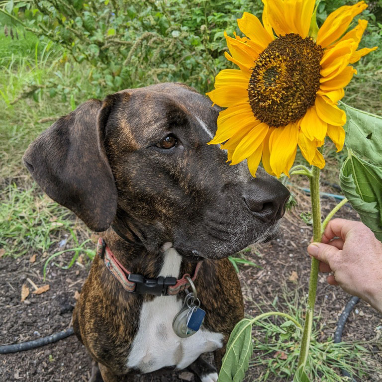 Photo of dog and sunflower